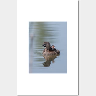 Pied-billed Grebe Posters and Art